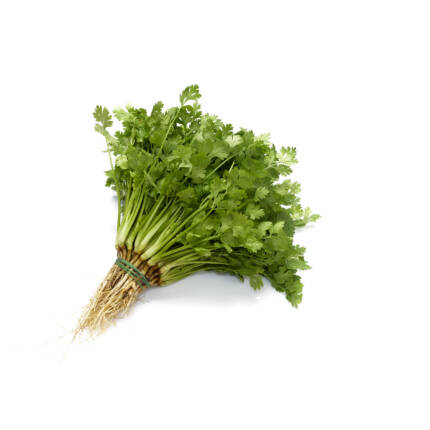 Coriander