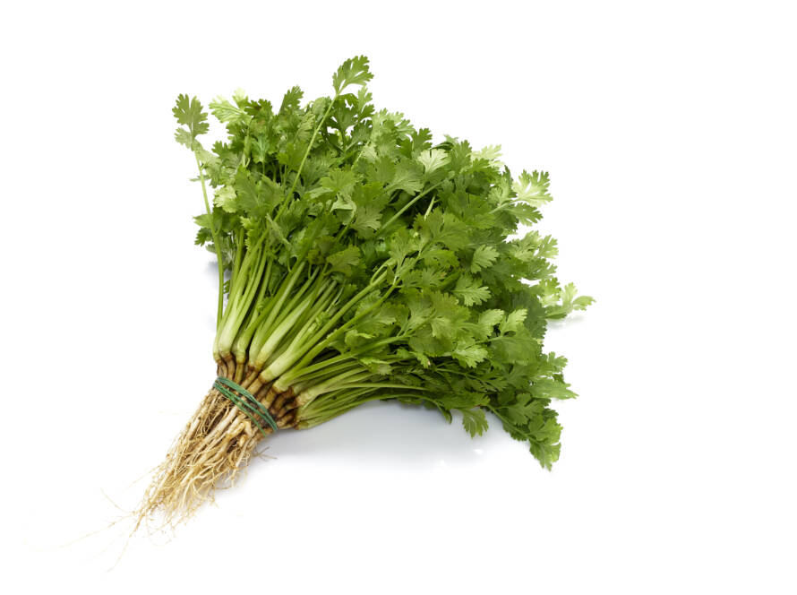 Coriander