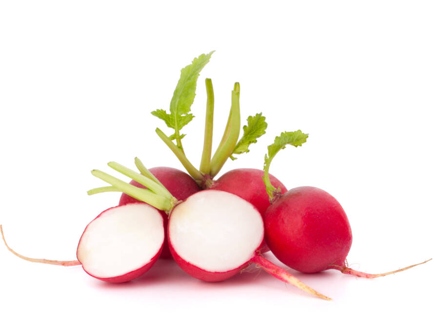 Garden radish