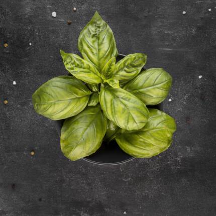 Fresh Basil