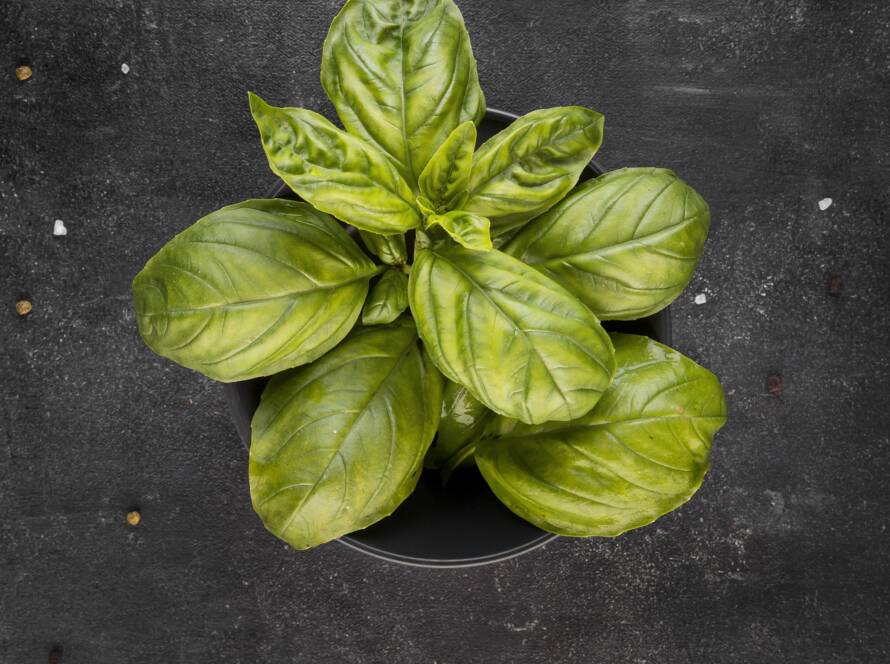 Fresh Basil